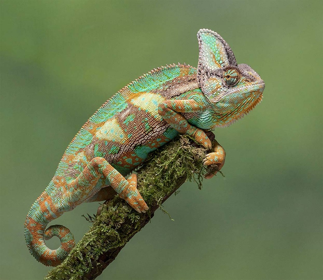 Yemen Chameleon